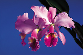 CATTLEYA jenmanii 'SELECT 4X' x self.