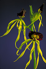 Encyclia cochleata 'Superba' x self.