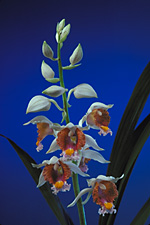 PHAIUS tuberculosus x self.