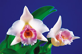 LAELIA alaorii.