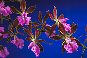 ENCYCLIA phoenicea.