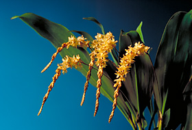 Dendrochilum bicallosum.