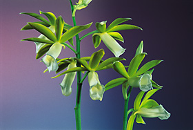 PHAIUS hainanensis x self.