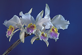 CATTLEYA lueddemanniana var. semi-alba 'ELISA' x self.