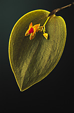 LEPANTHES infundibulum.