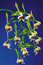 EPIDENDRUM piliferum.