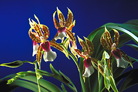 MILTONIA schroederiana.