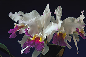 CATTLEYA lueddemanniana var. semi-alba aquinada 'CERRO VERDE' AM/AOS x self.