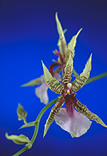 ONCIDIUM hastilabium.