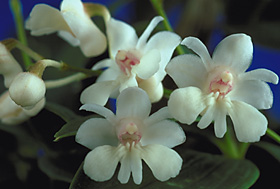 DENDROBIUM aberrans.