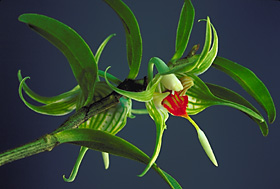 DENDROBIUM tobaense.