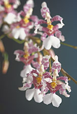 ONCIDIUM incurvum.