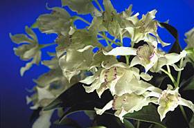 DENDROBIUM rhodostictum.