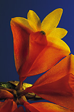 Dendrobium chrysopterum (obtusisepalum).