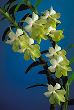 DENDROBIUM uniflorum x sib.