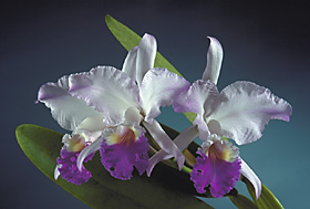 CATTLEYA mendelii 'RAYO DE LUNA' x self.