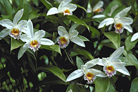 SOBRALIA ecuadoriana.