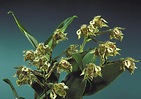 Dendrobium finisterrae.
