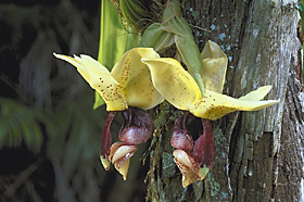 STANHOPEA insignis 'DARK JUNGLE' x self.