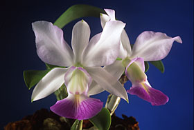 CATTLEYA walkeriana var. semi-alba.