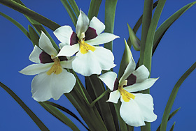 Miltoniopsis roezlii `Natural World' x sib.`Panama' 