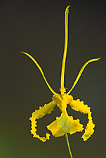 PSYCHOPSIS papilio 'ALBA' AM/RHS x self.