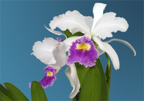 Cattleya warscewiczii var. semi-alba coerulea 'Natural World' x self.