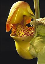 CORYANTHES biflora.