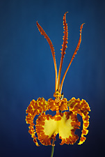 Psychopsis krameriana