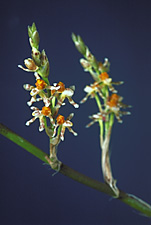 ONCIDIUM toachicum x self.