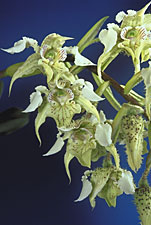 DENDROBIUM macrophyllum 'ROCK'.