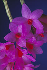 Dendrobium glomeratum.