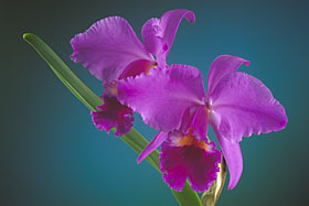 Cattleya labiata var. rubra.