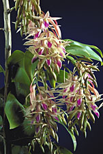 DENDROBIUM amethystoglossum.