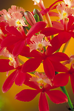 EPIDENDRUM GALATEA 'TROPICAL CORAL'.