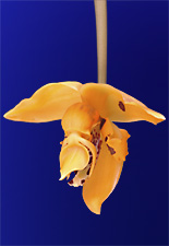 Stanhopea posadae.