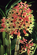Dendrobium smilliae.