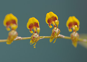 Sigmatostalix costaricensis.