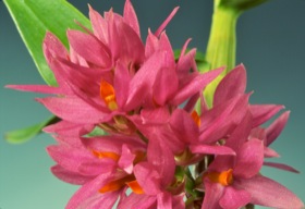 Dendrobium bracteosum `Pink' x self.