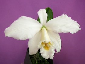 Laelia jongheana v. alba x self.