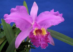 Cattleya lueddemanniana (Cecilia x Jose Palmieri) x sib.