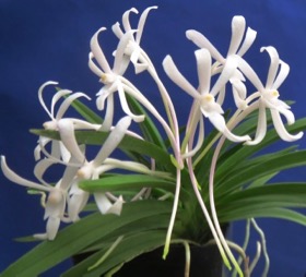 Neofinetia falcata.