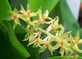 Dendrochilum propinquum.