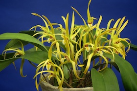 Maxillaria endresii x sib.