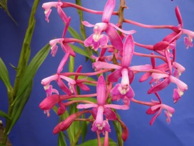 Epidendrum pfavii x self