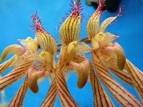 Bulbophyllum A-doribil Candy Ann 