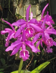 Cattleya maxima `Elegance' BM/JOGA x self