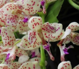 Macropodanthus alatus 'Natural World' CBR/AOS  x self.