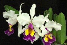 Cattleya Hardyana semi-alba `Tropical Fun' AM/AOS x self.