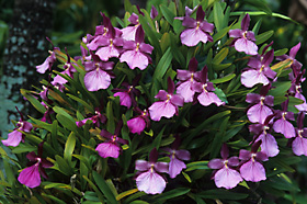 Miltonia spectabilis var. moreliana.